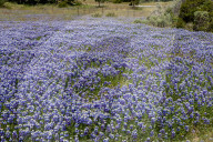 Fields Of Sky Lupine (lupinus Nanus) Bloom On The California State University – Monterey Bay Campus In Seaside, Calif., On Sunday, April 13, 2025.