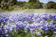 Fields Of Sky Lupine (lupinus Nanus) Bloom On The California State University – Monterey Bay Campus In Seaside, Calif., On Sunday, April 13, 2025.