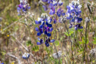 Fields Of Sky Lupine (lupinus Nanus) Bloom On The California State University – Monterey Bay Campus In Seaside, Calif., On Sunday, April 13, 2025.