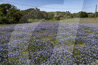 Fields Of Sky Lupine (lupinus Nanus) Bloom On The California State University – Monterey Bay Campus In Seaside, Calif., On Sunday, April 13, 2025.
