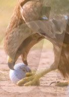 Black kite playing with my golf bal
