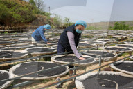 Steamed Black Sesame Seeds