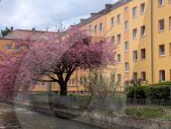 Full Bloom In Spring In A Residential Area In Munich