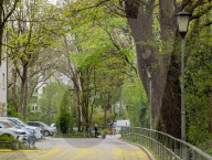 Full Bloom In Spring In A Residential Area In Munich
