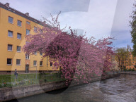 Full Bloom In Spring In A Residential Area In Munich