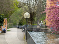 Full Bloom In Spring In A Residential Area In Munich