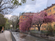 Full Bloom In Spring In A Residential Area In Munich