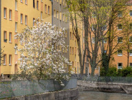 Full Bloom In Spring In A Residential Area In Munich