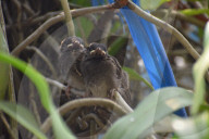 India Wildlife