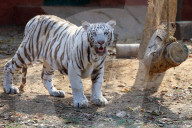 Bengal Tiger Cubs At Nahargarh Biological Park In Jaipur 