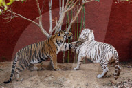 Bengal Tiger Cubs At Nahargarh Biological Park In Jaipur 