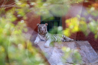 Bengal Tiger Cubs At Nahargarh Biological Park In Jaipur 