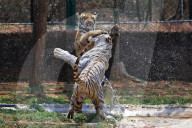 Bengal Tiger Cubs At Nahargarh Biological Park In Jaipur 