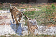 Bengal Tiger Cubs At Nahargarh Biological Park In Jaipur 