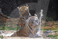 Bengal Tiger Cubs At Nahargarh Biological Park In Jaipur 