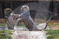 Bengal Tiger Cubs At Nahargarh Biological Park In Jaipur 