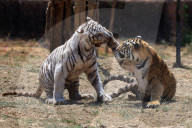 Bengal Tiger Cubs At Nahargarh Biological Park In Jaipur 