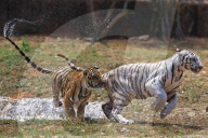 Bengal Tiger Cubs At Nahargarh Biological Park In Jaipur 