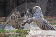 Bengal Tiger Cubs At Nahargarh Biological Park In Jaipur 