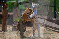 Bengal Tiger Cubs At Nahargarh Biological Park In Jaipur 