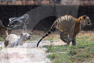 Bengal Tiger Cubs At Nahargarh Biological Park In Jaipur 