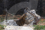 Bengal Tiger Cubs At Nahargarh Biological Park In Jaipur 