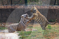 Bengal Tiger Cubs At Nahargarh Biological Park In Jaipur 