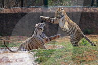 Bengal Tiger Cubs At Nahargarh Biological Park In Jaipur 