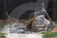 Bengal Tiger Cubs At Nahargarh Biological Park In Jaipur 