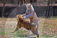 Bengal Tiger Cubs At Nahargarh Biological Park In Jaipur 