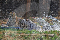 Bengal Tiger Cubs At Nahargarh Biological Park In Jaipur 