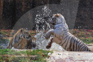 Bengal Tiger Cubs At Nahargarh Biological Park In Jaipur 