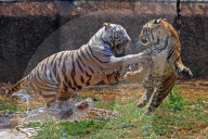 Bengal Tiger Cubs At Nahargarh Biological Park In Jaipur 