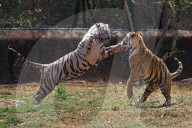 Bengal Tiger Cubs At Nahargarh Biological Park In Jaipur 