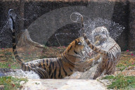 Bengal Tiger Cubs At Nahargarh Biological Park In Jaipur 