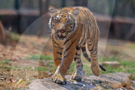 Bengal Tiger Cubs At Nahargarh Biological Park In Jaipur 