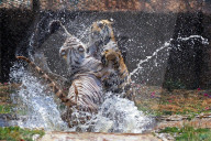 Bengal Tiger Cubs At Nahargarh Biological Park In Jaipur 
