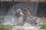 Bengal Tiger Cubs At Nahargarh Biological Park In Jaipur 