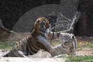 Bengal Tiger Cubs At Nahargarh Biological Park In Jaipur 