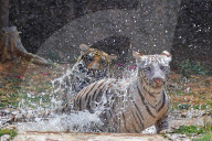 Bengal Tiger Cubs At Nahargarh Biological Park In Jaipur 