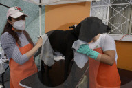 Members Of The Lomitos Club Collective In Mexico City Offer Help This Holy Thursday To Don José's Pack Of Dogs