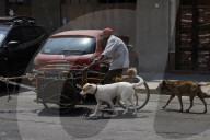 Members Of The Lomitos Club Collective In Mexico City Offer Help This Holy Thursday To Don José's Pack Of Dogs