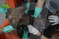 Members Of The Lomitos Club Collective In Mexico City Offer Help This Holy Thursday To Don José's Pack Of Dogs