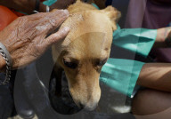 Members Of The Lomitos Club Collective In Mexico City Offer Help This Holy Thursday To Don José's Pack Of Dogs