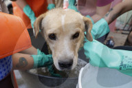 Members Of The Lomitos Club Collective In Mexico City Offer Help This Holy Thursday To Don José's Pack Of Dogs