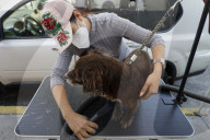 Members Of The Lomitos Club Collective In Mexico City Offer Help This Holy Thursday To Don José's Pack Of Dogs