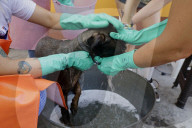Members Of The Lomitos Club Collective In Mexico City Offer Help This Holy Thursday To Don José's Pack Of Dogs