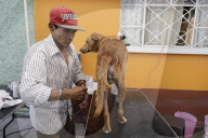 Members Of The Lomitos Club Collective In Mexico City Offer Help This Holy Thursday To Don José's Pack Of Dogs
