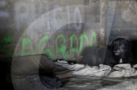 Members Of The Lomitos Club Collective In Mexico City Offer Help This Holy Thursday To Don José's Pack Of Dogs