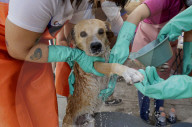 Members Of The Lomitos Club Collective In Mexico City Offer Help This Holy Thursday To Don José's Pack Of Dogs